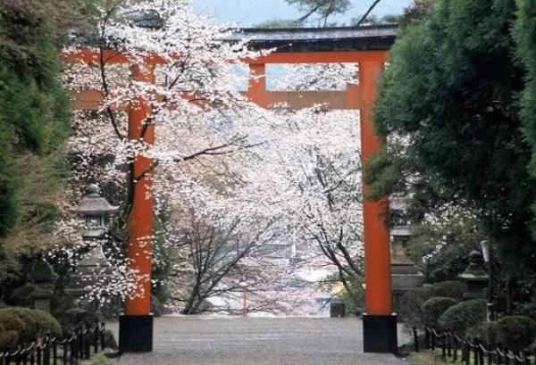九州樱花季2019，九州樱花观赏路线
