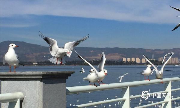 海鸥迁徙昆明海埂大坝温暖过冬