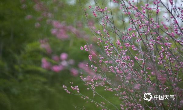 春节临近 贵州毕节梅花开