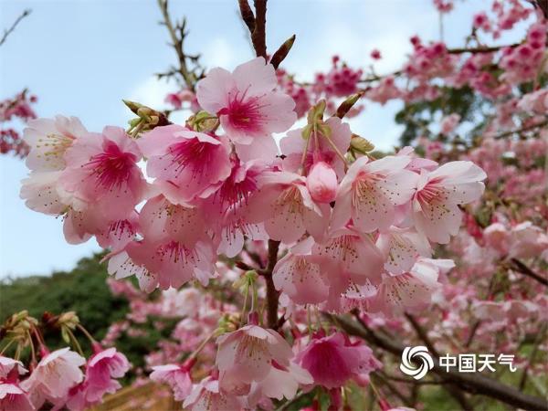 福州阳光明媚 山樱花悄然盛放