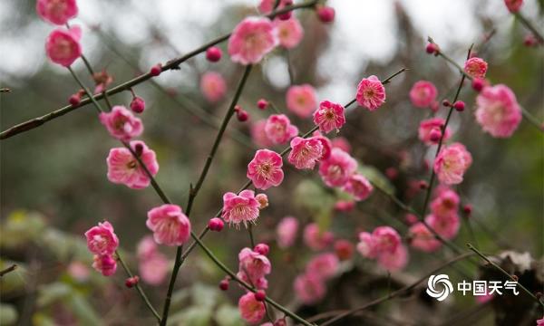 春节临近 贵州毕节梅花开