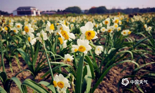 福建漳州“水仙花海”醉游人