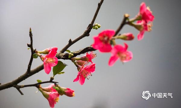 重庆天渐暖 海棠花悄然开放-图片频道-中国天气网