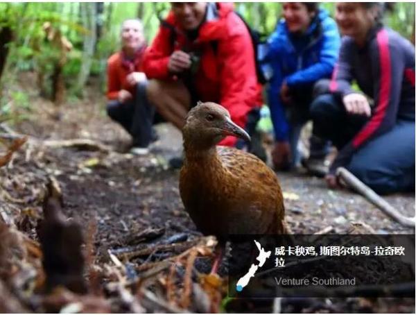 新西兰斯图尔特岛旅游攻略，斯图尔特岛极光时间