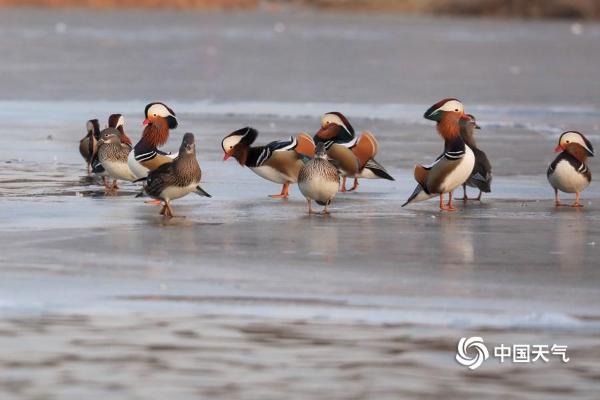 北京玉渊潭鸳鸯戏水