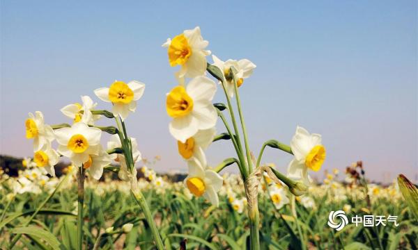 福建漳州“水仙花海”醉游人