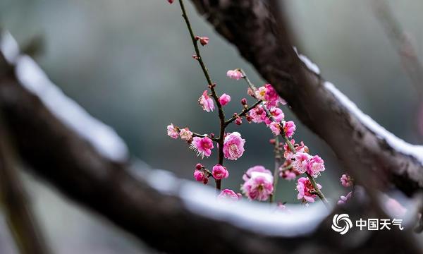 重庆南川红梅傲雪枝头俏