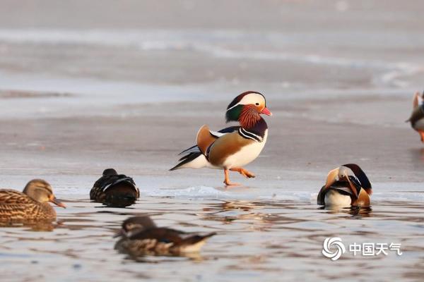 北京玉渊潭鸳鸯戏水