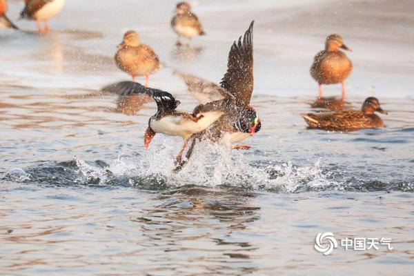 北京玉渊潭鸳鸯戏水