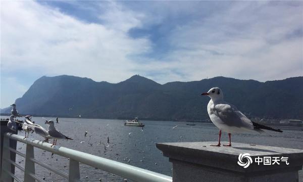 海鸥迁徙昆明海埂大坝温暖过冬