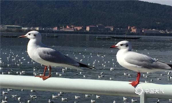 海鸥迁徙昆明海埂大坝温暖过冬