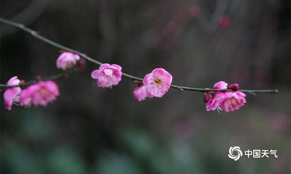 春节临近 贵州毕节梅花开