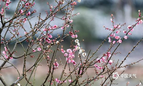 重庆南川红梅傲雪枝头俏