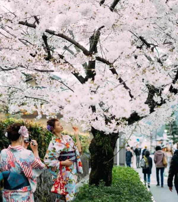 日本樱花季机票贵吗？日本樱花季酒店机票提前订