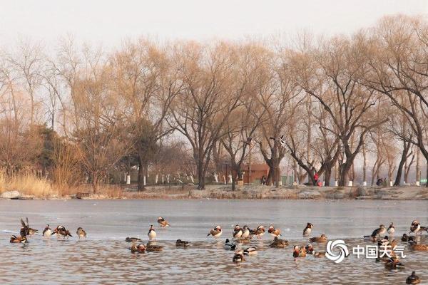 北京玉渊潭鸳鸯戏水