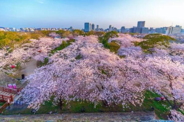 九州樱花季2019，九州樱花观赏路线