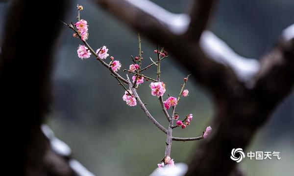 重庆南川红梅傲雪枝头俏
