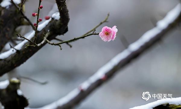 重庆南川红梅傲雪枝头俏