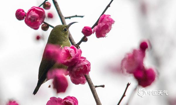 重庆红梅绽放迎新年