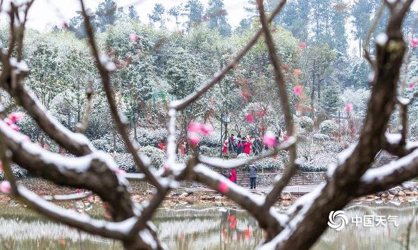 重庆南川红梅傲雪枝头俏