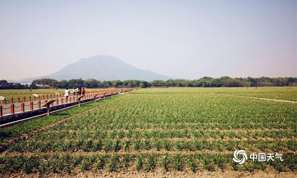 福建漳州“水仙花海”醉游人