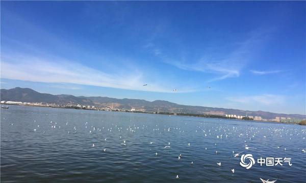 海鸥迁徙昆明海埂大坝温暖过冬