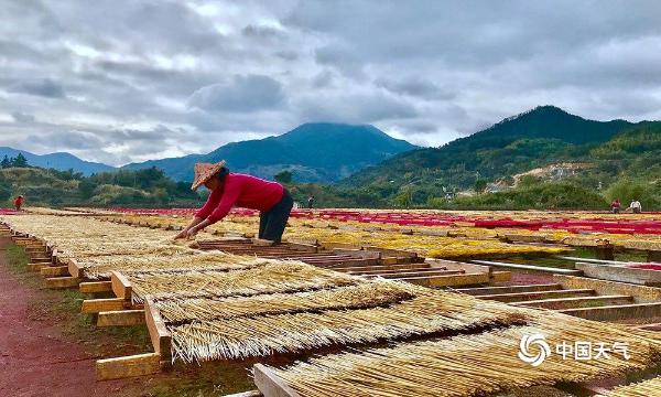 福建永春天气转晴 恰香都广场晒香忙
