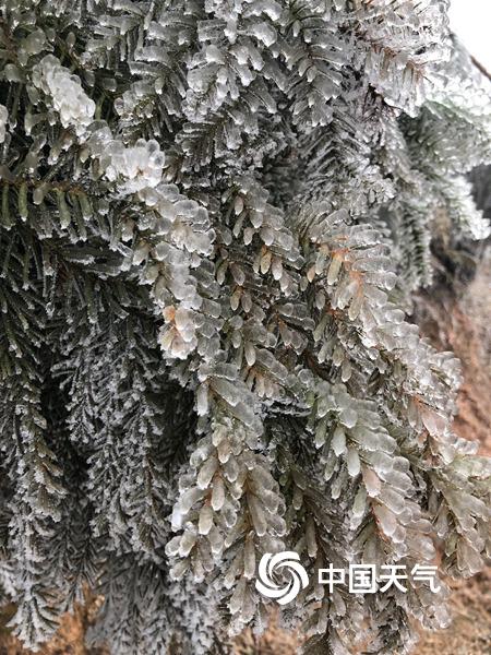 广西资源高寒山区现雨凇 植物被冰封