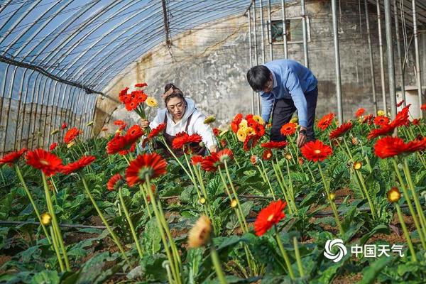 河北唐山：鲜切花采摘上市 妆点春节花卉市场