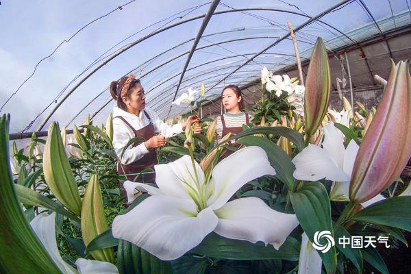 河北唐山：鲜切花采摘上市 妆点春节花卉市场