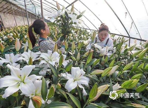 河北唐山：鲜切花采摘上市 妆点春节花卉市场