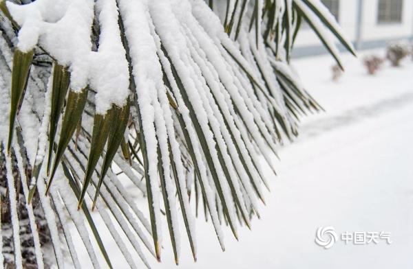 西安白鹿原迎降雪 一片银装素裹