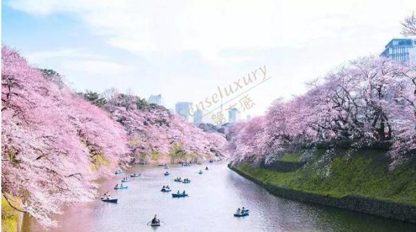日本哪里樱花最出名？2019年日本赏樱攻略