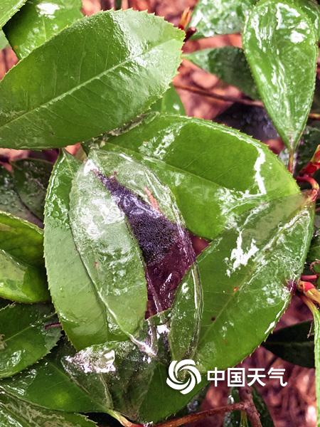 武汉现冻雨天气 地面绿植宛如​穿上水晶装