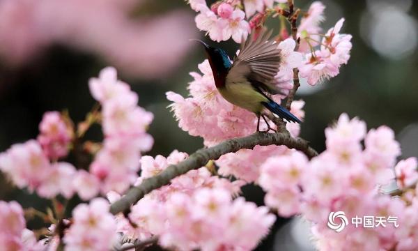 暖阳相伴 重庆南山植物园樱花绽放引游客