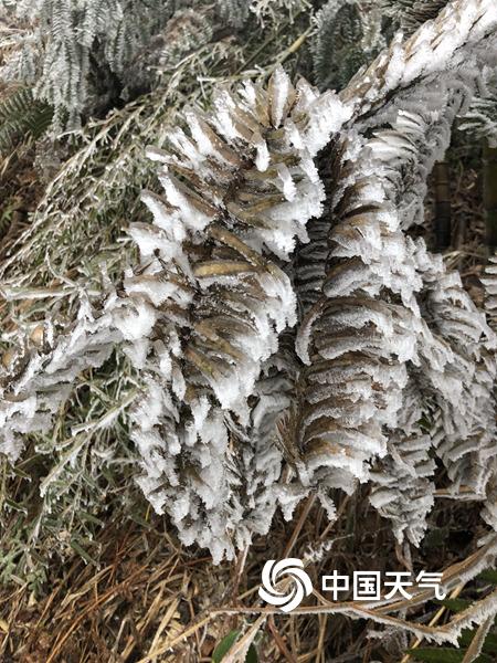 广西资源高寒山区现雨凇 植物被冰封