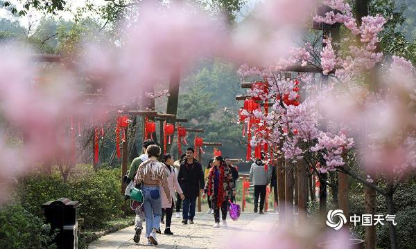 暖阳相伴 重庆南山植物园樱花绽放引游客