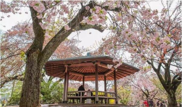 日本哪里樱花最出名？2019年日本赏樱攻略