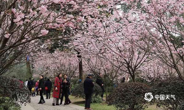 暖阳相伴 重庆南山植物园樱花绽放引游客