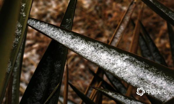 津城冬雪纷纷下 风吹粒粒美胜花