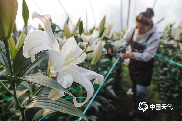 河北唐山：鲜切花采摘上市 妆点春节花卉市场