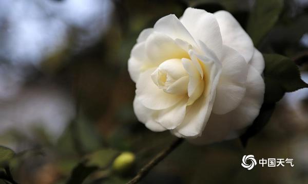 重庆山茶花渐开 暖阳高照引客来