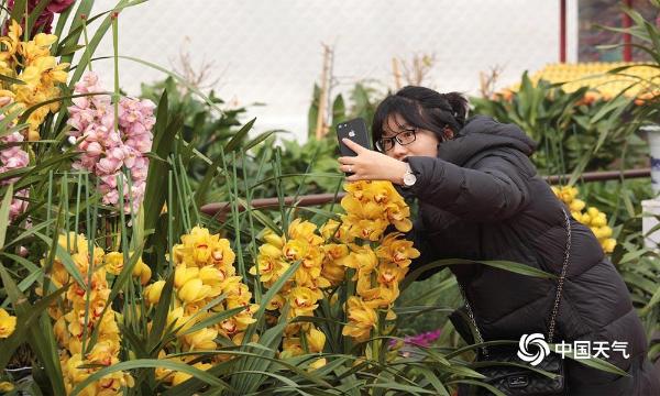 河北邯郸：五彩缤纷花卉展 热热闹闹过大年