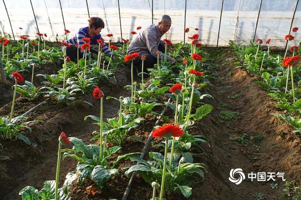 河北唐山：鲜切花采摘上市 妆点春节花卉市场