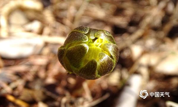 黑土地“腊梅”冰凌花斗雪竞相绽放