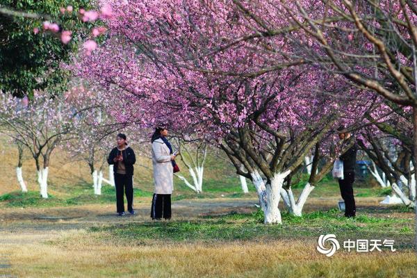 四川成都秀丽东方景区桃花朵朵开