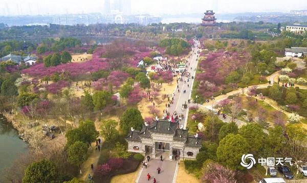 航拍湖北黄冈遗爱湖红梅