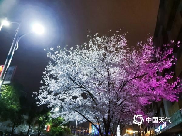湖南永州“夜樱”绚烂 流光溢彩