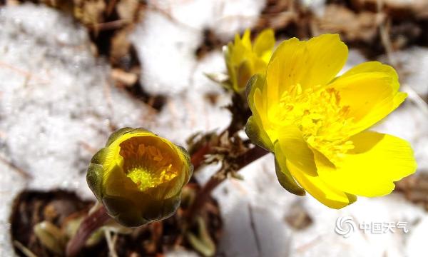 黑土地“腊梅”冰凌花斗雪竞相绽放