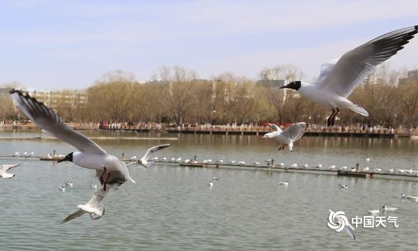 塞上湖城银川  迎来红嘴鸥觅食栖息-图片频道-中国天气网